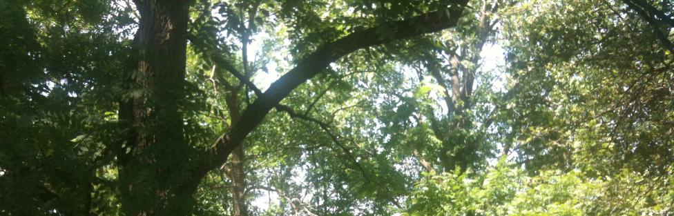 Park